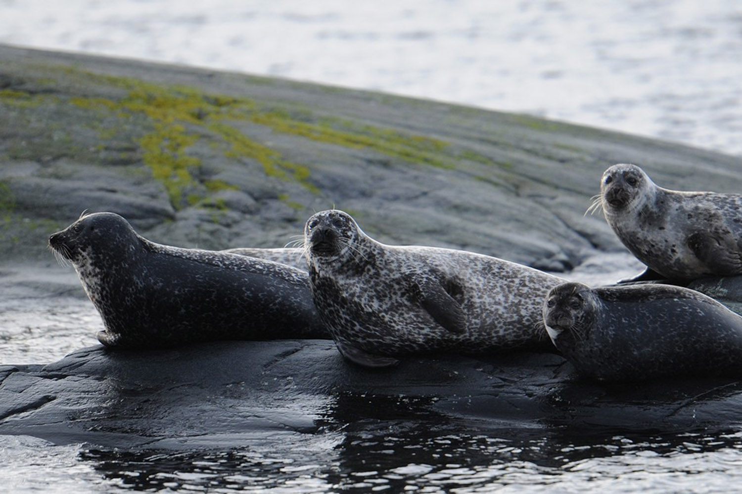 Four harbor seals lying on rocks.